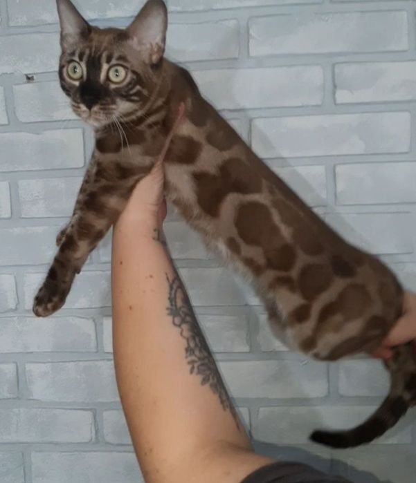 Бенгальские котята