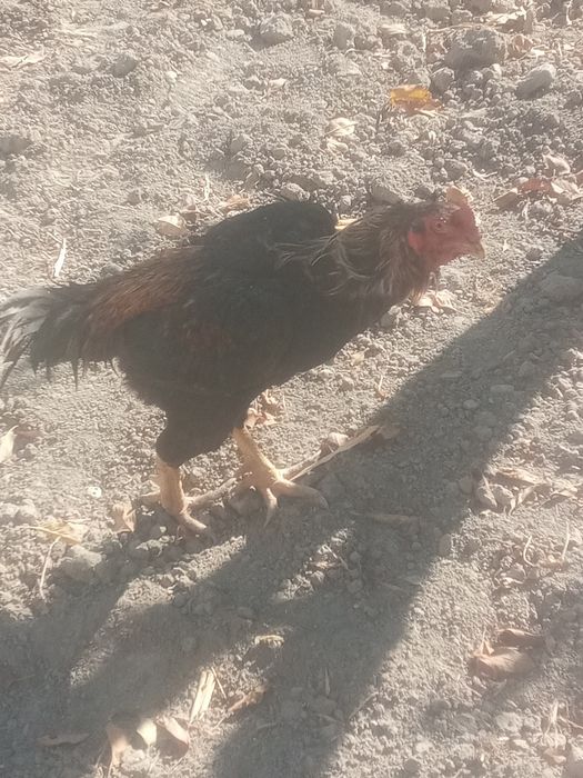 Tozzasini so'raganlarga tozza zo'r