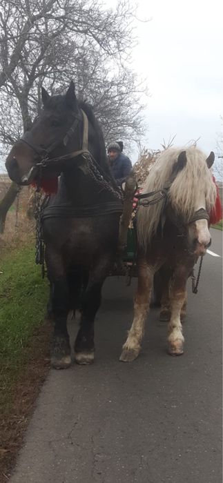 Vând Armăsari grei