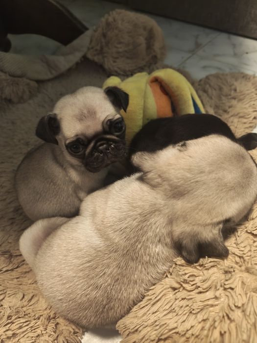 Продавам мопсчета