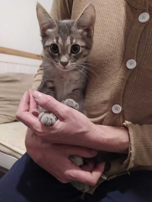 Adoptie Pisicute