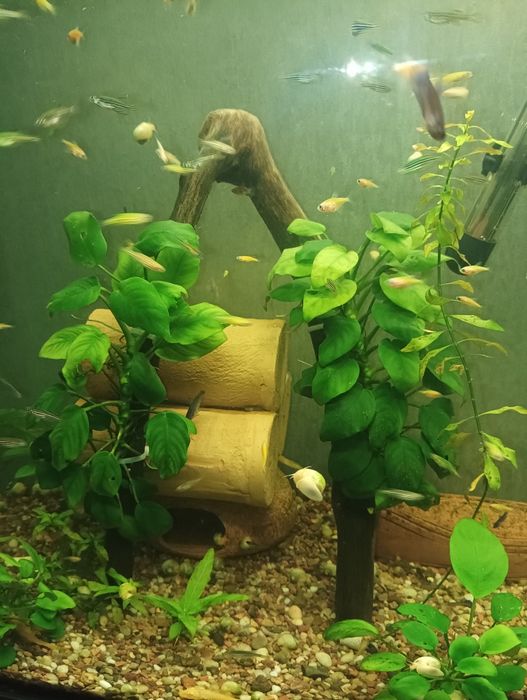 Анубис растения  сотилади