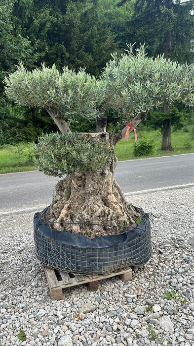 Maslini seculari plante ornanentale