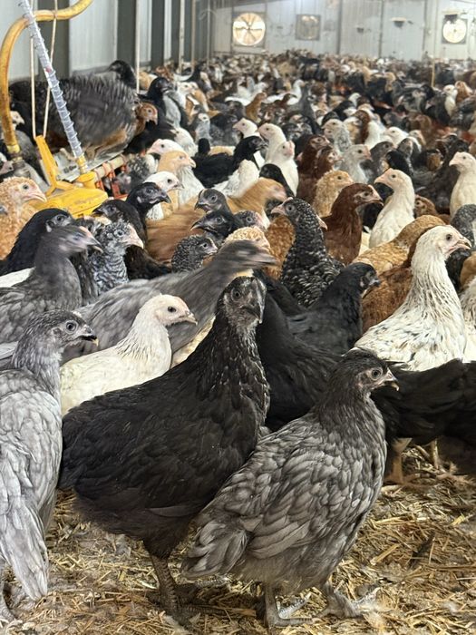 Puicute oua 16 saptamani colorate