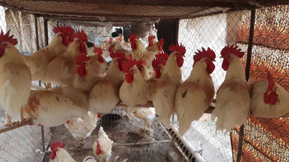 Продаётся здоровые, чистые петухи