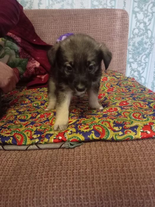 Отдадим щенков в хорошие руки