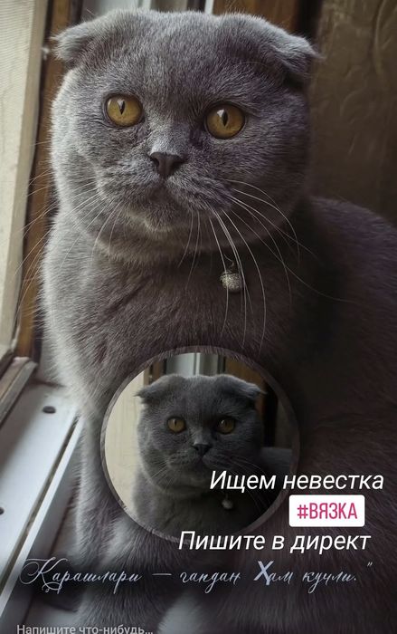 Ищем невестка Вязка

#ВЯЗКА