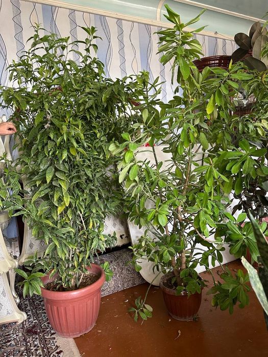 Хонадон ва офис учун гуллар сотилади Цвети для дома и офиса