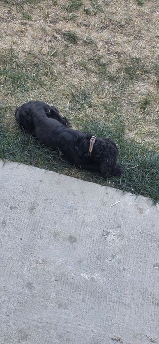 Отдам собаку в добрые руки.