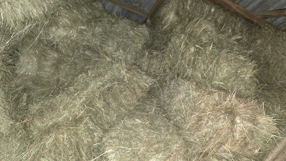 Vând baloți de fân, dreptunghiulari – recoltă 2025