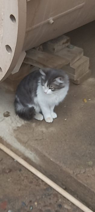 Mushuklar tekinga beriladi