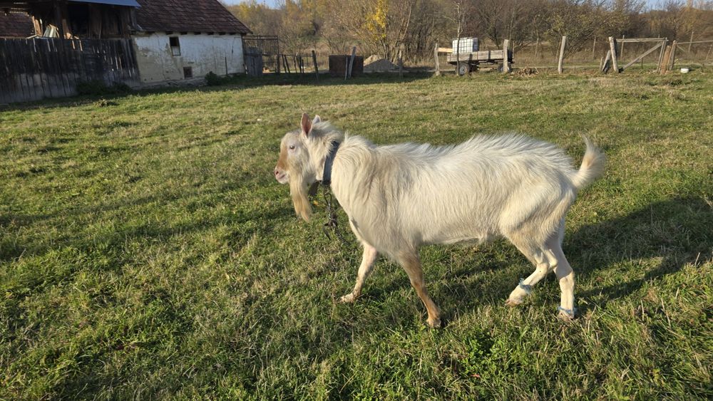 Vând țap francez, de 2 ani