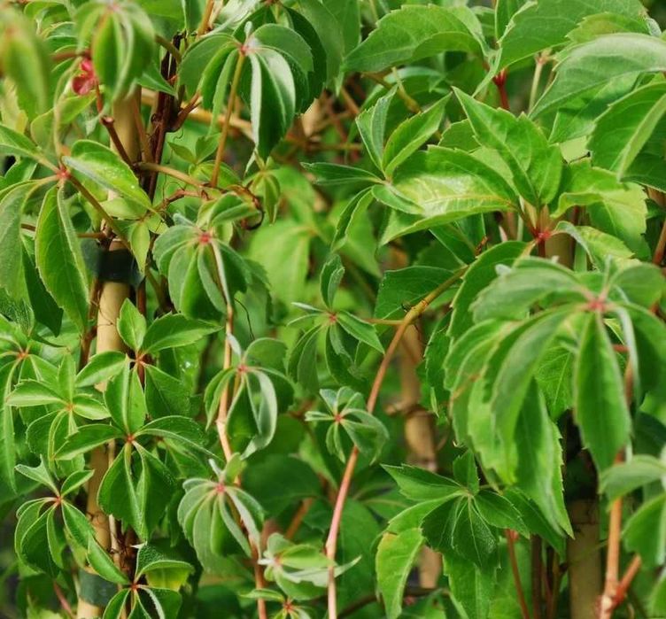 Vita de Canada (Parthenocissus quinquefolia) oferta 100 buc