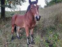 Manz de vanzare