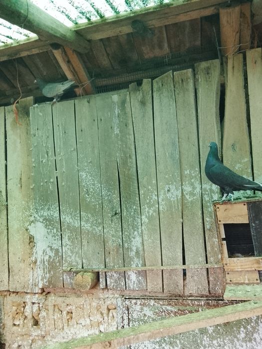 Vând porumbei o pereche de voiajori de ornament vârstă un an jumate