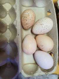 Инкубационное яйцо индюшки