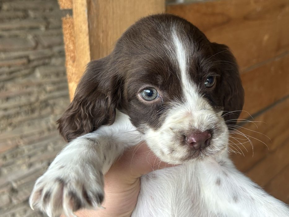 Английски спрингер шпаньол