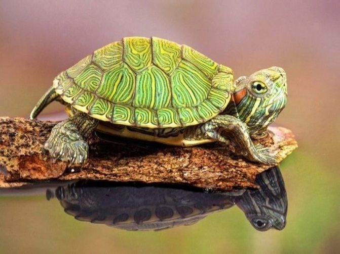 Красноухая черепаха