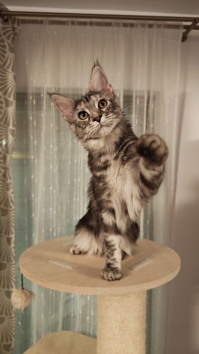 Pisică Maine Coon- Esfir