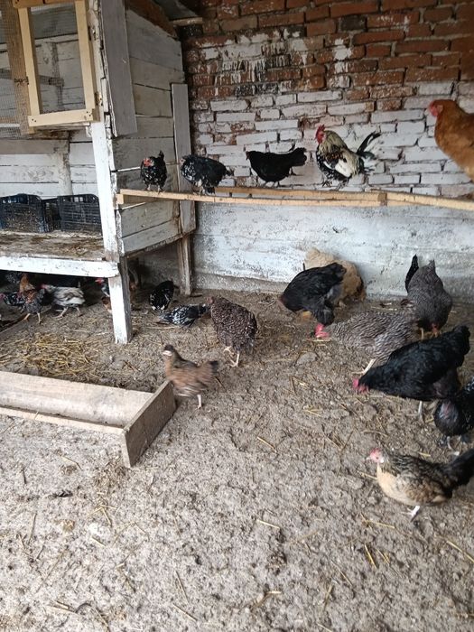 Vând găini diferite rase