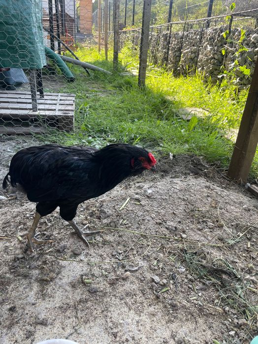 Cocos Araucana negru, pur, 6 luni