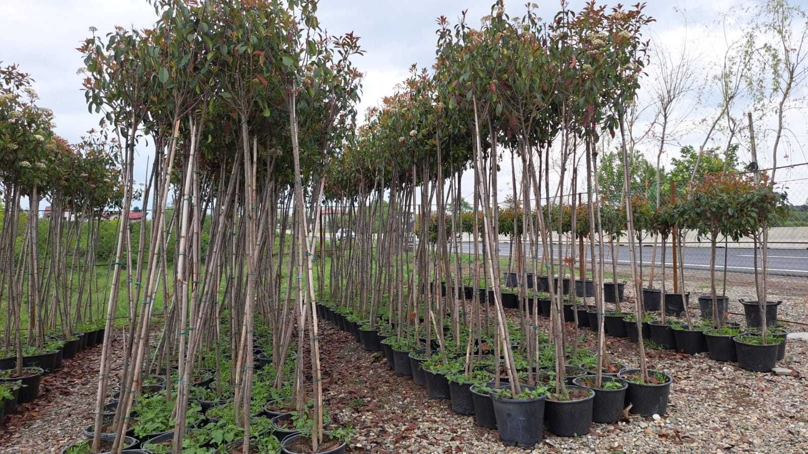 Mangolia Grandiflora Maslin Secular , Photinia RedRobin , PonPon