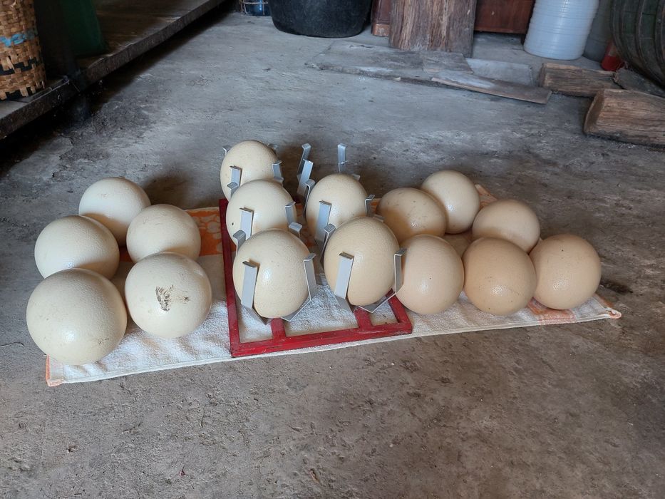 Vindem coji de oua de strut golite de continut