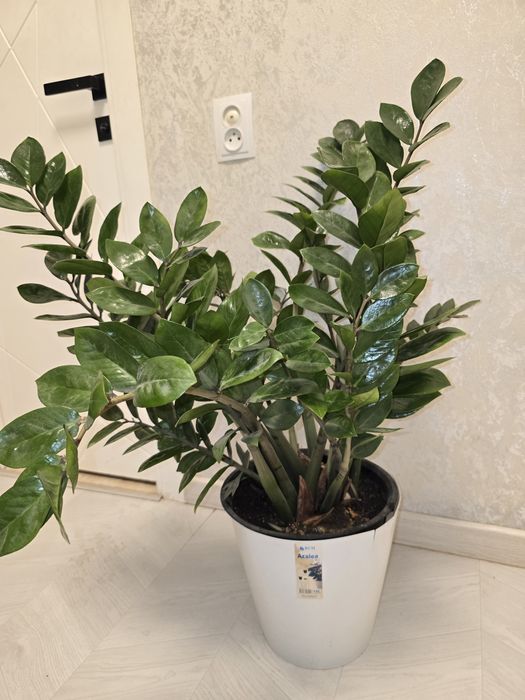 Цветы для дома и офиса