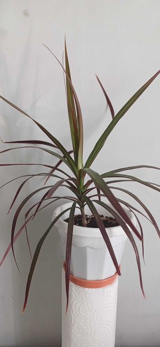 Драцена цветок комнатный