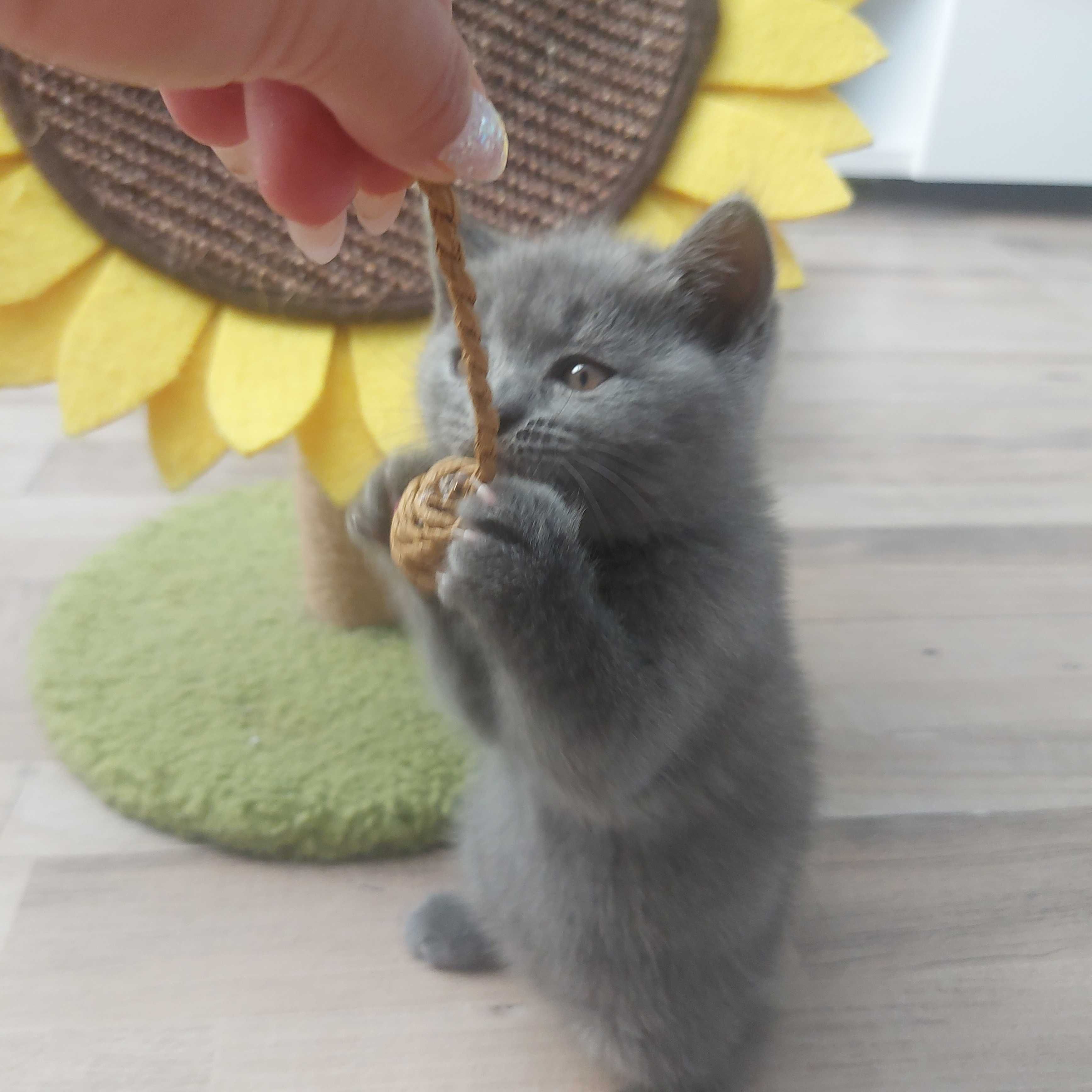 Британски котенца