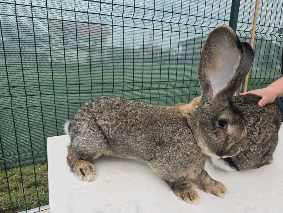 Mascul uriaș german