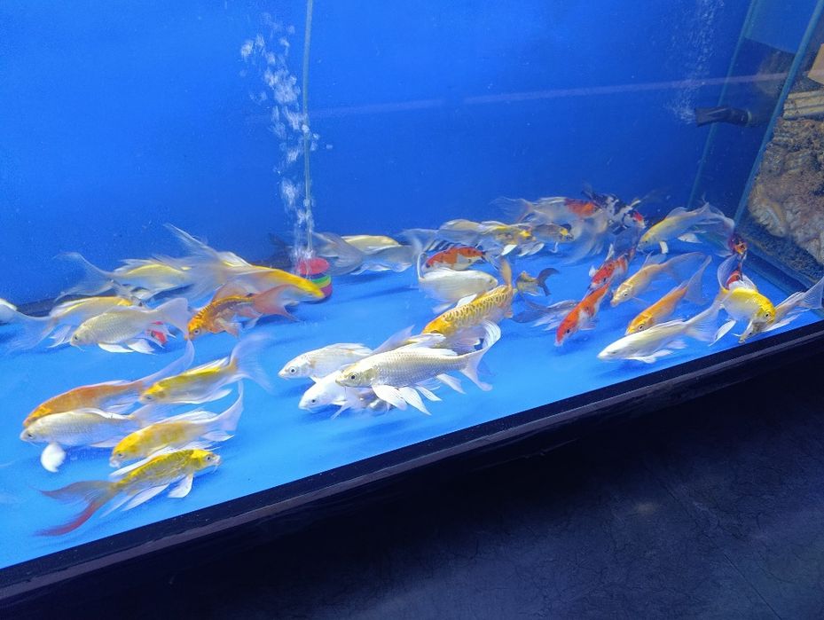 обслуживание аквариума