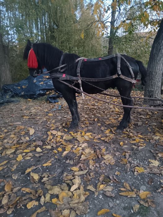 De vanzare mai multe detalii