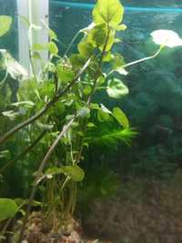 Продается аквариумное растение Кардамин