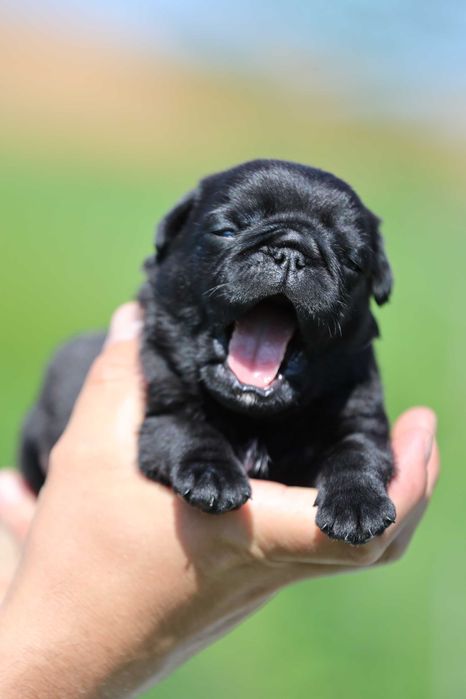 Mops pug NEGRU mascul cu pedigree canisa autorizata Dogisland