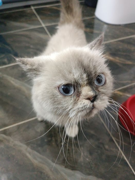 Mushuk Nunu sotiladii