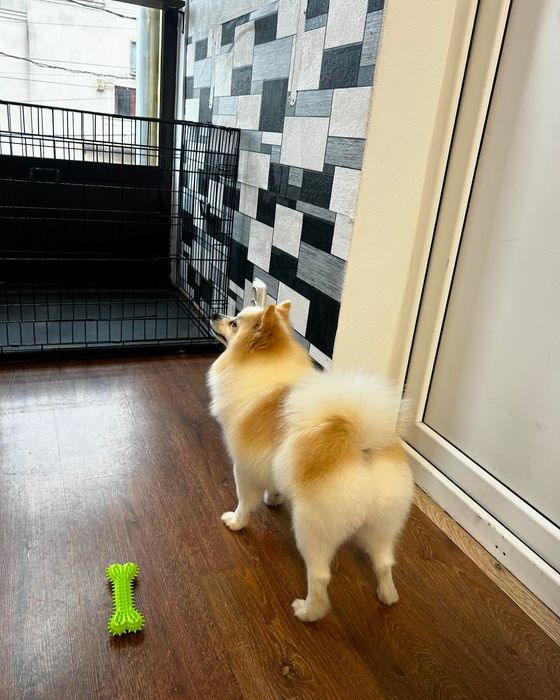 Toaletaj canin Campia Turzii