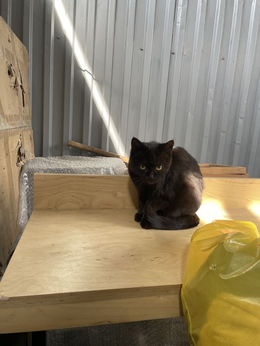 Отдам котенка в добрые руки