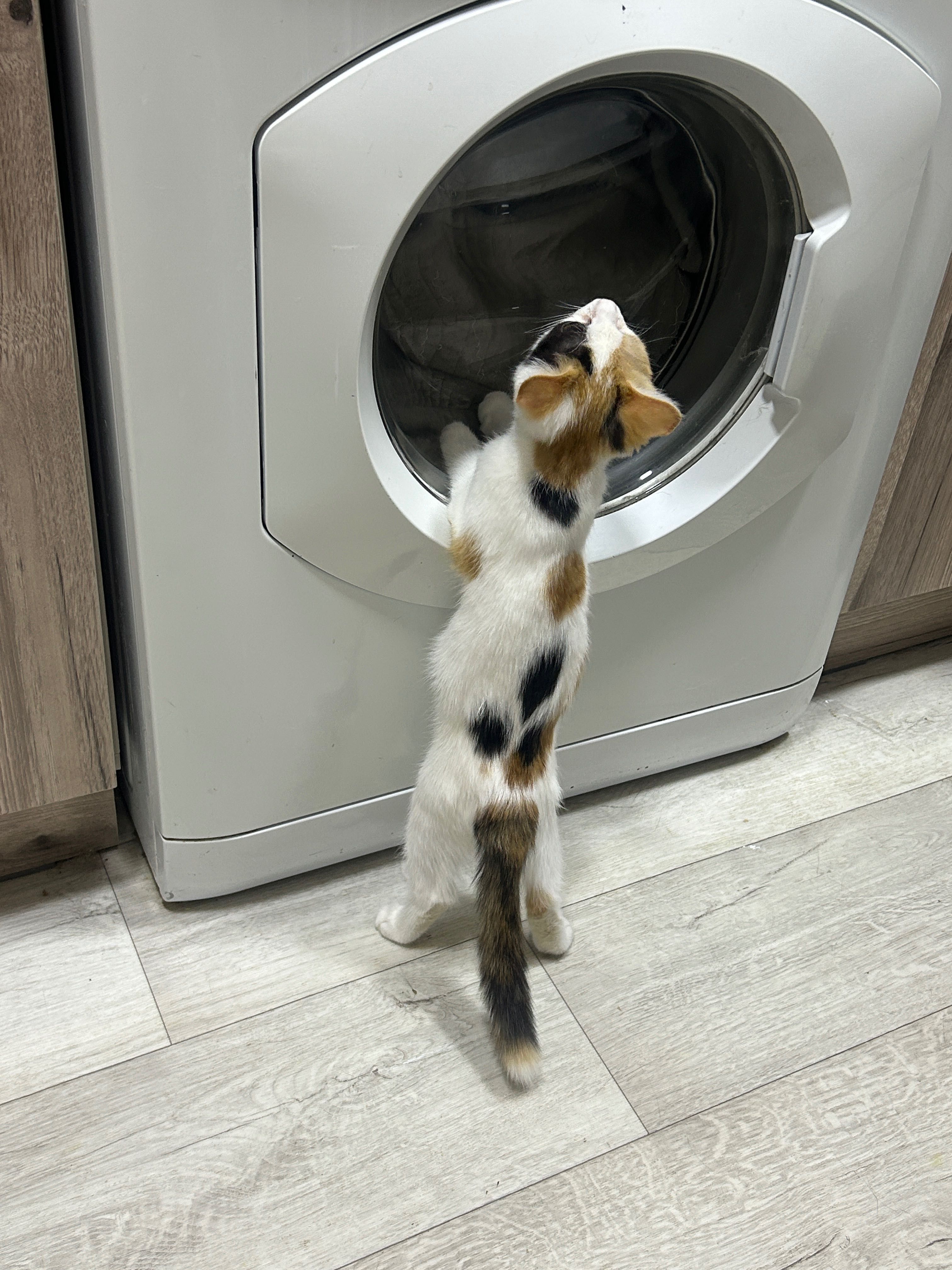 Отдаю котенка в добрые руки !