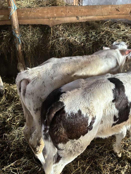 Vănd viței Belgieni