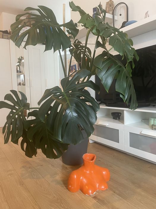 Monstera Deliciosa 1.40 planta de apartament