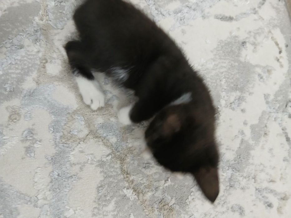 Bepul yaxshi insonlarga beriladi