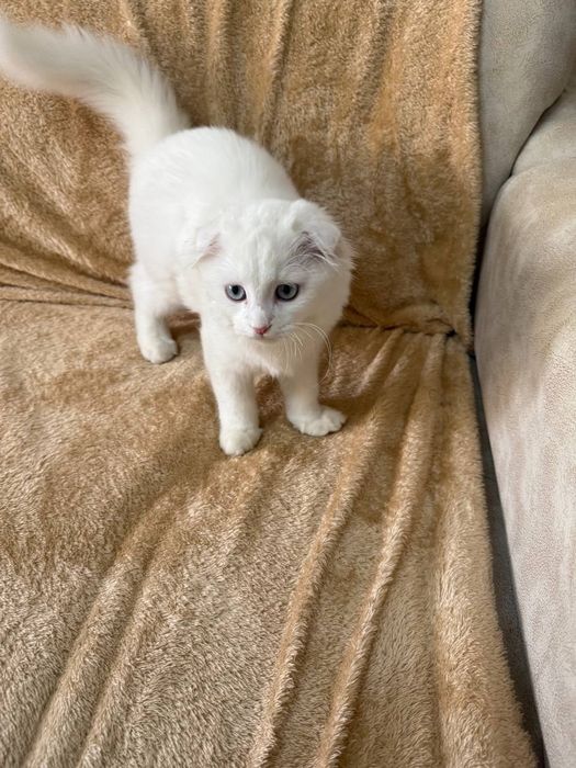 Srochni sotiladi. 4 oyli zoti tozza zot judayam aqilli uyinqaroq ozoda