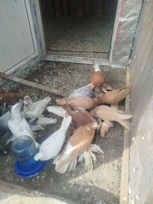 Продам голубеи разных