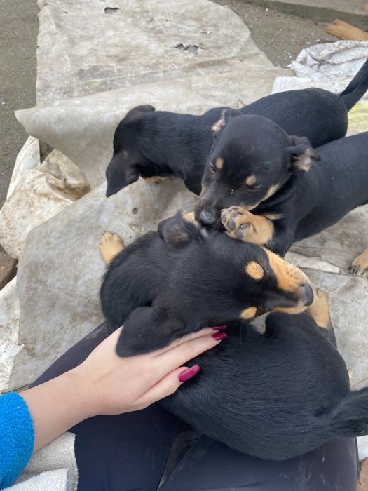 Подарявям кученца на 3 месеца