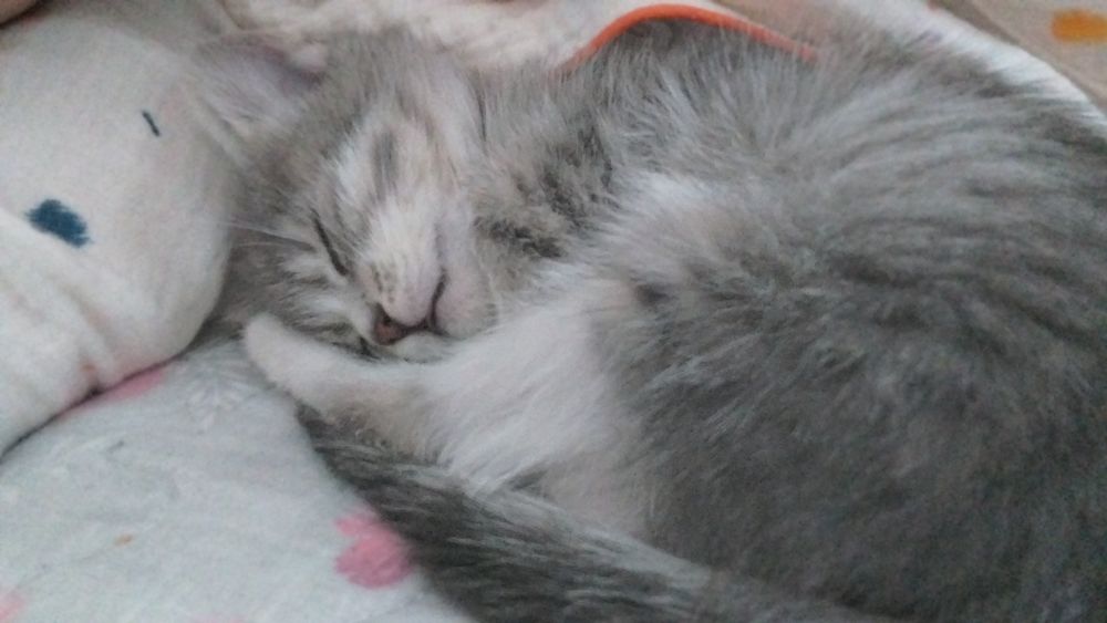 Отдам котенка в хорошие руки