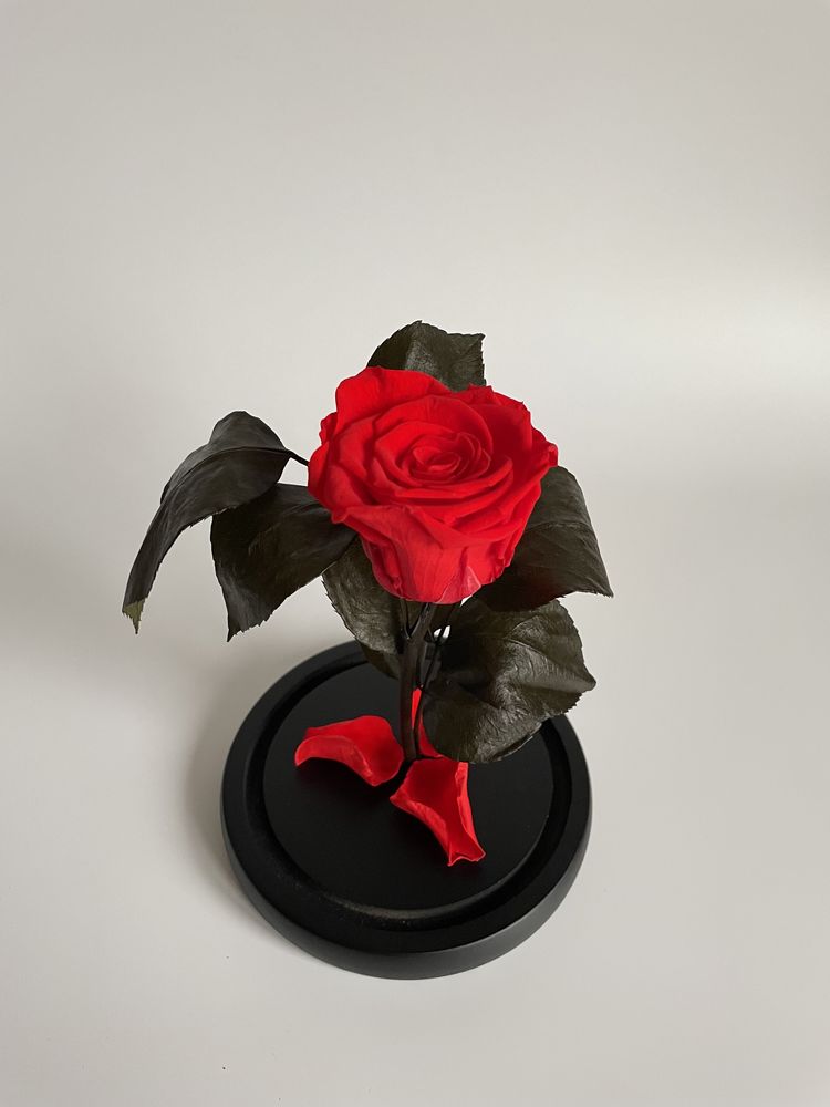Вечная роза в колбе 22 см. Подарок жене, маме, девушке.