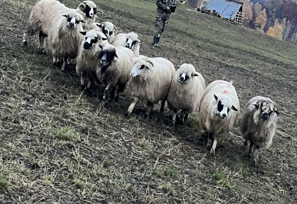 De vanzare 9 oii si un berbec pe ales