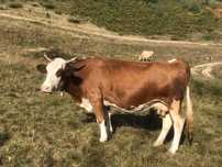 Vaca de vanzare !!!