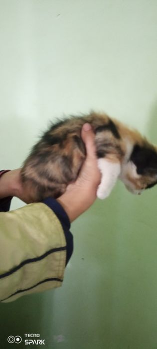 Mushuk bolasini sotiladi